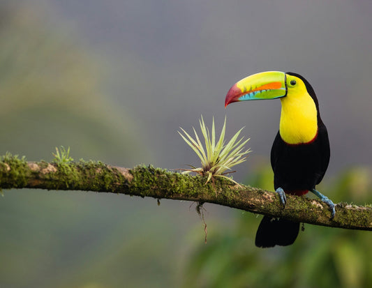 Origin Stories: Las Trojas Superior, Costa Rica